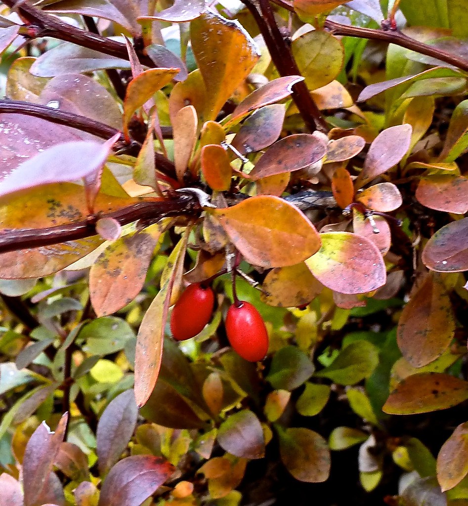 Barberry, source of berberine